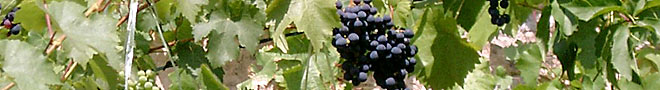 Rotwein Blog
