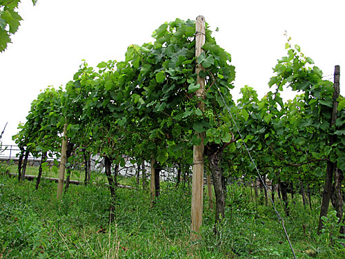 Weinberg in Hamburg St. Pauli